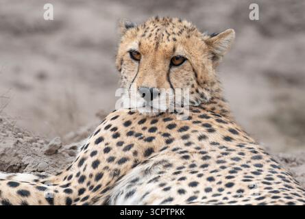 Porträt des ruhenden Gepardes (Acinonyx jubatus) – Amboseli-Nationalpark, Kenia Stockfoto