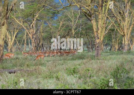 Grasland-Impala-Herde (Aepyceros melampus) im Nakuru-Nationalpark, Kenia Stockfoto