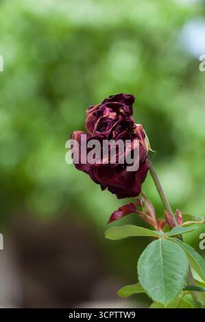 Nahaufnahme von nun getrockneten, verwelkten roten Rosen und Veilchen mit grünen Stielen in einem Garten, die vor einem sanft verschwommenen Hintergrund für ein natürliches Aussehen erfasst werden. Stockfoto