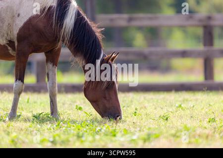Ein Chincoteague-Pony isst Gras, während er im Korral an der Assateague Island National Seashore in Virginia, USA, sitzt. Stockfoto