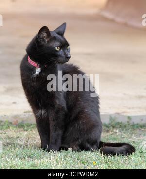 Schwarze Katze, die auf grünem Gras sitzt Stockfoto
