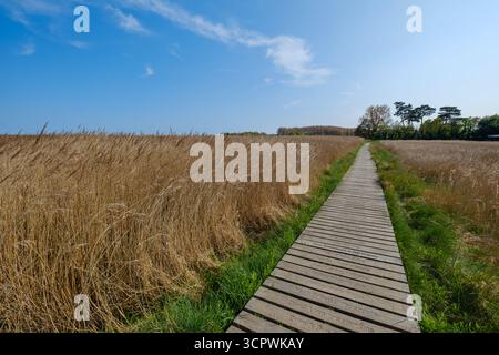Hölzerne Promenade durch hohes Gras mit gravierten Gedenkplanken führt durch die Landschaft unter einem klaren blauen Himmel. Stockfoto