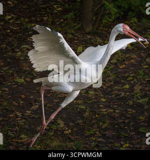 Sibirischer Kranich (Grus Leucogeranus), auch bekannt als der Schnee-Kran. Tierwelt Tier. Stockfoto