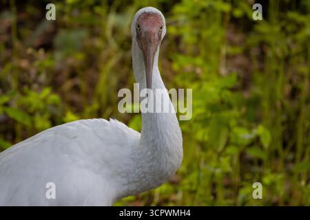 Sibirischen Kranich (Grus leucogeranus), auch als Snow crane bekannt. Stockfoto