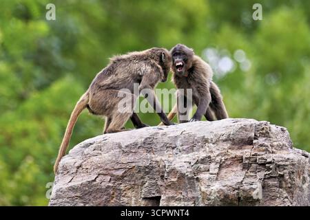 Zwei Djeladas oder blutbrüstige Paviane (Theropithecus gelada), in einem spielerischen Kampf auf Felsen, Gefangenschaft, Schweiz Stockfoto