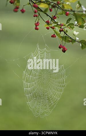 Spinnennetz mit Morgentau auf der Frucht des Gemeinen Spindelstrauchs (Euonymus europaeus), auch bekannt als Gemeine Affenschaft Stockfoto