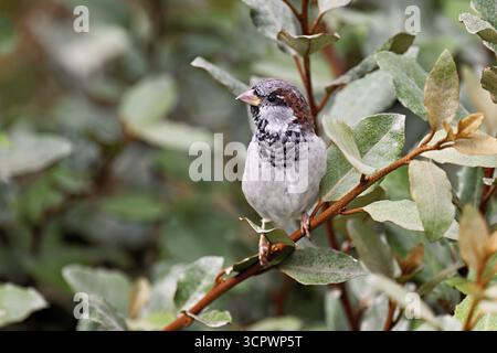 Haussperling (Passer domesticus), männlich, sitzt auf einem Zweig, Schweiz Stockfoto
