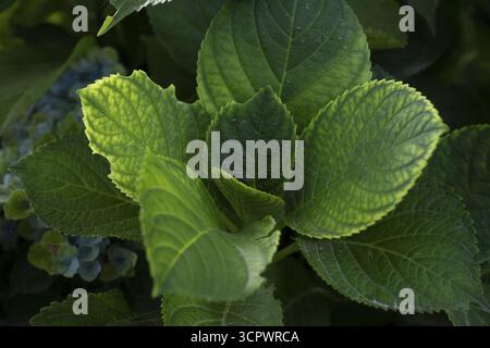 Hortensie (Hortensie macrophylla), detaillierte Nahaufnahme dunkelgrüner Blätter mit gelblichen Kanten, bläuliche Blüten im Hintergrund, Dortmund, Nordrhein Stockfoto