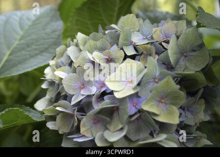 Hortensie (Hortensie macrophylla), runder Blütenstand mit zarten pastellfarbenen Einzelblüten in Grün, Flieder und Rosa, umgeben von großen Foli Stockfoto