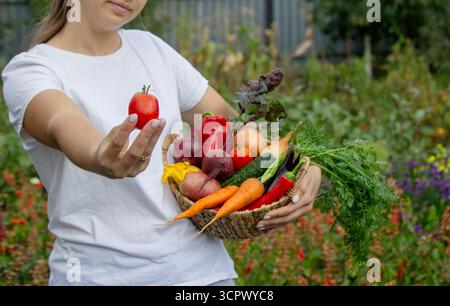 Frische Ernte aus dem Garten. Korb mit Bio-Gemüse in der Hand Stockfoto