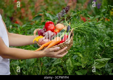 Frische Ernte aus dem Garten. Korb mit Bio-Gemüse in der Hand Stockfoto