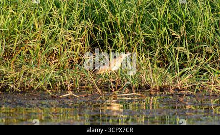 Der Squacco-Reiher Ardeola ralloides stand am Rande von Feuchtgebieten am Flussufer in Rasen Stockfoto