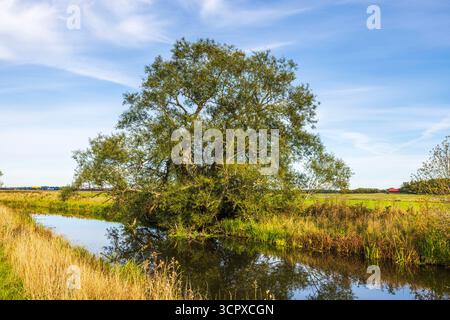 Baum mit grünen Blättern reflektiert in ruhigem Fluss auf dem Hintergrund des blauen Himmels mit weißen Wolken im Herbstfeld. Schweden. Stockfoto
