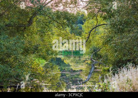 Ruhiges Wasser mit gefallenen Weidenzweigen, umgeben von dichten grünen Bäumen und Gras, das sich auf der Oberfläche reflektiert. Schweden. Stockfoto