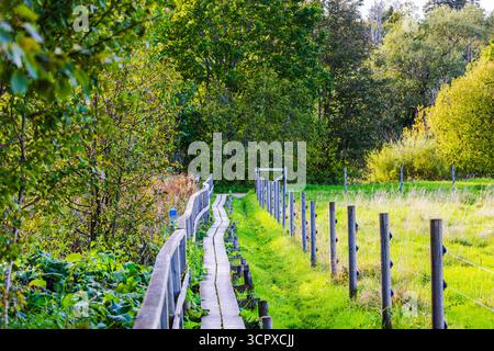 Schöner Holzsteg mit Zaun, der an Herbstweide mit Gras und Bäumen im Hintergrund der Natur vorbeiführt. Schweden. Stockfoto