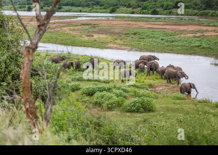 Eine Herde Elefanten trinkt am Letaba River im Kruger-Nationalpark, Südafrika. Stockfoto