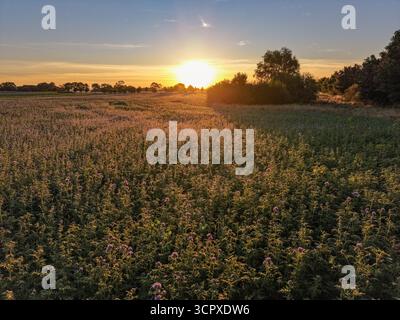 Friedliche Wiese voller Wildblumen ist in goldenes Sonnenlicht getaucht, während die Sonne hinter einer Linie von Bäumen untergeht, lange Schatten wirft und eine Ruhe schafft Stockfoto