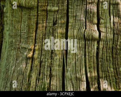 Detaillierte vertikale Textur der alten Baumrinde – Nahaufnahme und vertikale Aufnahme mit Fokus auf die raue, tief gefurchte Rinde eines alten Baumstamms, Showcasi Stockfoto