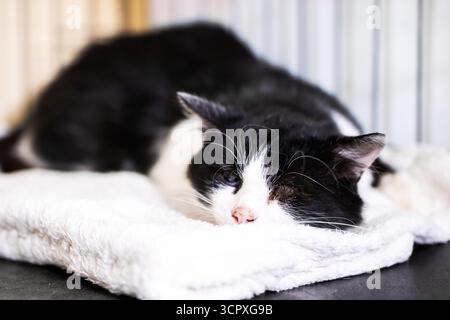 Eine schwarz-weiße Katze schläft friedlich auf einem weichen, sauberen, weißen Handtuch und sieht bequem und gemütlich aus Stockfoto