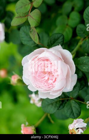 Eine wunderschöne, blassrosa Rose vom englischen Gartentyp, umgeben von dunkelgrünen Blättern auf einem Busch. Stockfoto