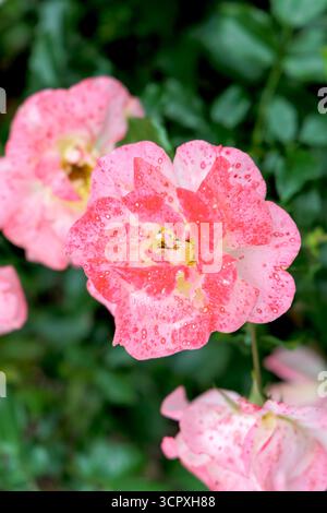 Eine leuchtende, einfach blühende Rose mit blassrosa Blüten, die stark gesprenkelt sind mit dunkleren rosa und weißen Flecken. Stockfoto