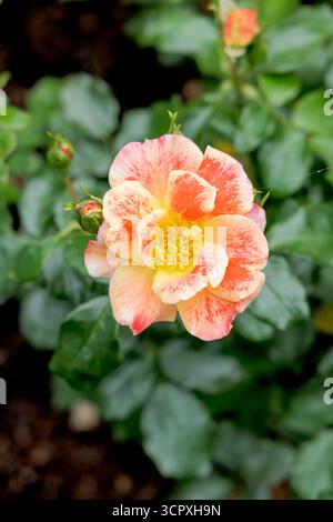 Eine Nahaufnahme einer gelb-orangen Varieté-Rose mit offenen Blütenblättern und einem sichtbaren gelben Zentrum, umgeben von grünen Blättern. Stockfoto