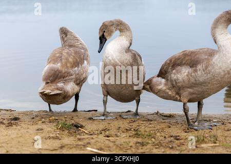 Drei junge graue Zygneten stehen am matschigen Ufer eines Sees, ihre Federn in der Nähe des Wassers. Stockfoto