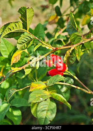 Großaufnahme der Hagebutte, der roten Beerenfrucht der Rosenpflanzenarten, der wilden essbaren Beeren auf einem Busch. Stockfoto