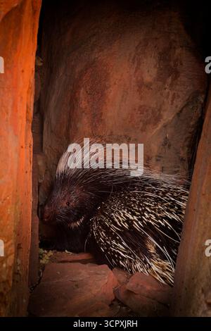 Kap-Stachelschwein Hystrix africaeaustralis oder Kap- oder Südafrikanisches Stachelschwein, heimisch in Mittel- und Südafrika, größtes Nagetier in Afrika, c Stockfoto