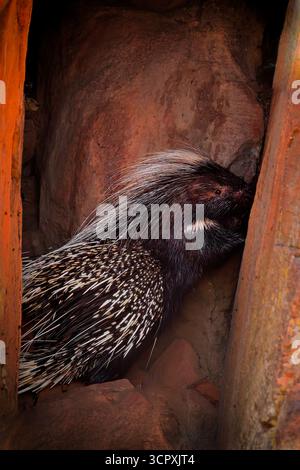 Kap-Stachelschwein Hystrix africaeaustralis oder Kap- oder Südafrikanisches Stachelschwein, heimisch in Mittel- und Südafrika, größtes Nagetier in Afrika, c Stockfoto