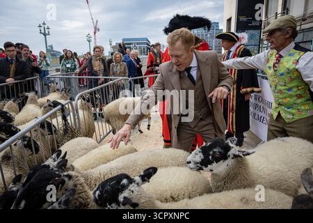 London, Großbritannien. September 2025. Der berühmte Farmer Adam Henson, Lord Mayor of London, und die Stadträte der Lackiererei der Stadt schlossen sich Hunderten von Londonern an, als Schafe am 28. September 2025 in London über die London Bridge getrieben wurden. Die ungewöhnliche jährliche Veranstaltung, die auf das mittelalterliche Recht von Freien zurückgeht, Vieh ohne Maut in die Stadt zu treiben, ist zu einer großen Wohltätigkeitsveranstaltung und zu einer der exzentrischsten Traditionen Londons geworden. (Foto: Pete Speller/SIPA USA) Credit: SIPA USA/Alamy Live News Stockfoto