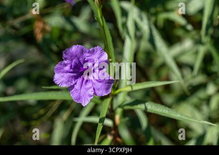Nahaufnahme einer leuchtend violetten Ruellia simplex Blume umgeben von grünen, spitzen Blättern in einer Gartenumgebung. Stockfoto