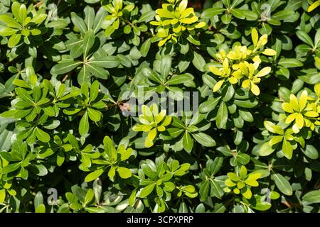 Eine Nahaufnahme eines Busches mit ovalen grünen Blättern. Die Blätter sind glänzend, und Schatten erzeugen Tiefe. Stockfoto
