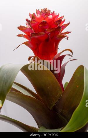 Nahaufnahme einer roten Bromelienpflanze mit dunkelgrünen Blättern vor weißem Hintergrund, die ihre lebendige Blüte und Laub zeigt. Stockfoto