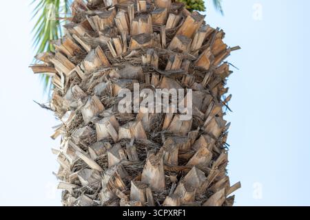 Nahaufnahme eines Palmenstamms mit Narben an der Blattbasis vor einem hellen, blauen Himmel. Grüne Blätter und Früchte sind oben links zu sehen. Stockfoto