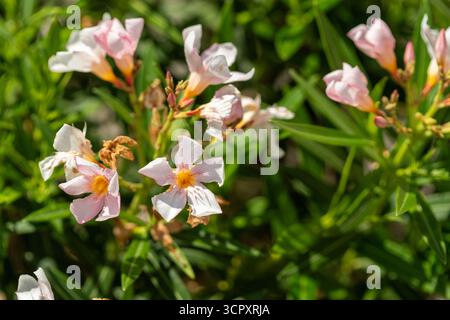Nahaufnahme von blassrosa und weißen Oleanderblüten inmitten grüner Blätter. Einige Blüten blühen in voller Blüte, während andere Knospen sind. Stockfoto