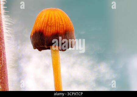 Eine Makroaufnahme eines kleinen Pilzes mit einer orangefarbenen Kappe und einem dunkelbraunen Rand, der aus einem Stiel neben einem rötlich-rosa, haarigen Stiel wächst. Der Hintergrund ist ein Stockfoto
