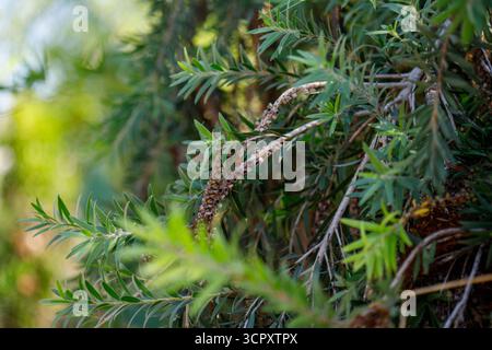 Eine Nahaufnahme mit flachen Tiefenaufnahmen grüner Callistemon-Blätter und getrockneten Samenkapseln auf Zweigen. Stockfoto