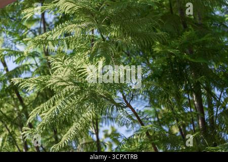 Nahaufnahme von üppig grünem Laub vor einem weichen blauen Himmel. Sonnenlicht filtert durch die komplizierten Blattstrukturen. Stockfoto