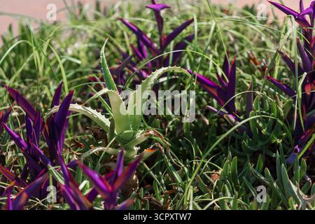 Eine Nahaufnahme zeigt ein Gartenbeet mit leuchtenden violetten Pflanzen, durchsetzt mit einer hellgrünen Aloe Vera Pflanze und einem hellgrünen Gras. Stockfoto