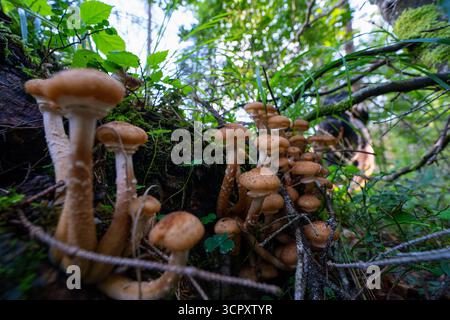 Cluster von Honigagarpilzen (Armillaria mellea), die auf moosigem Holz im Apuseni-Nationalpark in Rumänien wachsen, in ultrabreiter Makroperspektive erfasst Stockfoto