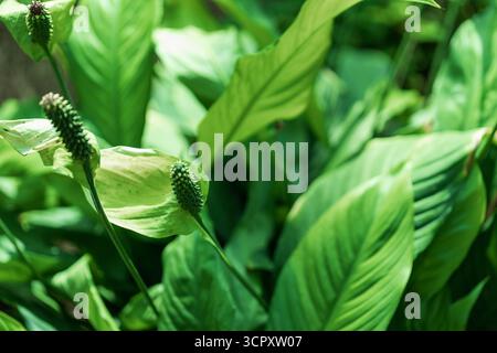 Eine Nahaufnahme der grünen Blätter und Blütenblätter einer Peace Lily Pflanze, in sanftem Licht getaucht. Stockfoto