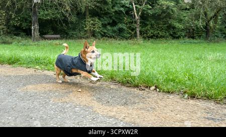 Kleiner Hund läuft mit voller Geschwindigkeit auf einem Weg neben einer Wiese Stockfoto