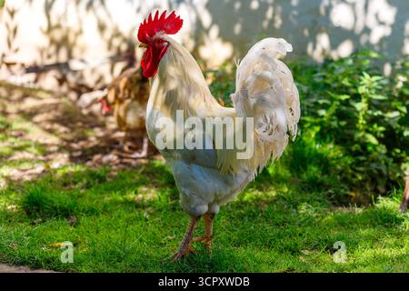 Weißer Hahn im Vordergrund, der auf grünem Gras steht, mit einem weiteren Huhn und Laub im Hintergrund. Stockfoto