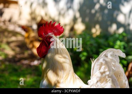 Eine Nahaufnahme eines Hahns mit rotem Kamm und Flegel und cremefarbenen Federn, der in einem grasbewachsenen Bereich mit strahlendem Sonnenlicht steht. Stockfoto