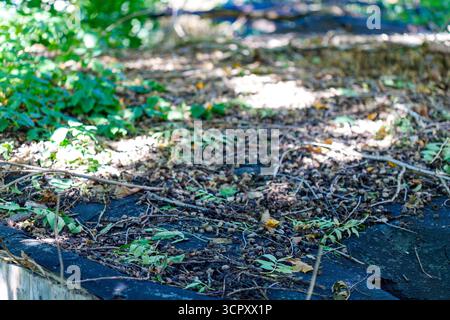 Nahaufnahme eines verfallenden Dachs, das mit Eicheln, Blättern und Zweigen bedeckt ist, mit grünem Laub im Hintergrund und Sonnenlicht, das durchfiltert. Stockfoto