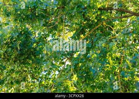 Blick auf einen Baum mit grünen Blättern und vielen Eicheln. Überall sichtbare Äste, durch die strahlendes Sonnenlicht hindurchscheint. Stockfoto