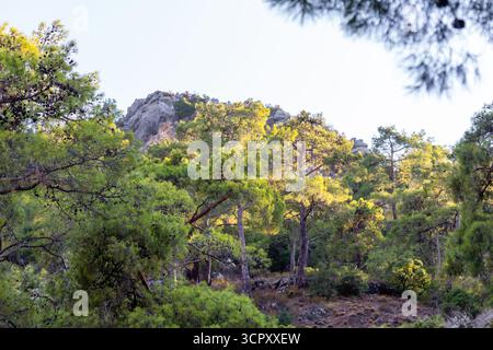 Eine Landschaftsaufnahme mit einem dichten Wald mit hohen Bäumen und einem felsigen Felsvorsprung im Hintergrund, in warmes Sonnenlicht getaucht. Stockfoto