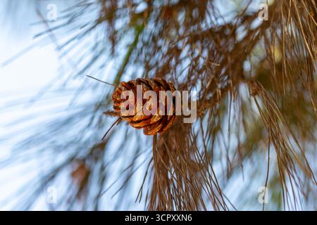 Eine Nahaufnahme eines Tannenzapfens, eingebettet zwischen braunen Kiefernnadeln, vor einem verschwommenen Hintergrund aus blauem Himmel und Grün. Stockfoto