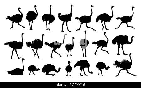 Die großen Silhouetten von Straußen. Stock Vektor